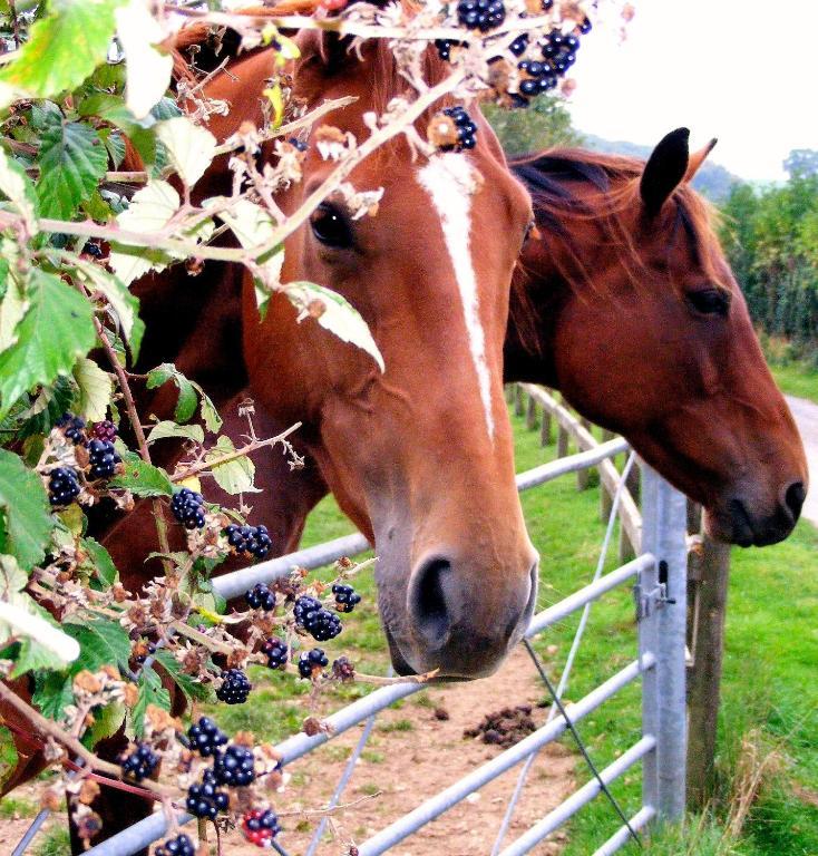 Yellowham Farm, Dorchester Higher Bockhampton エクステリア 写真