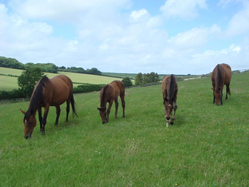 Yellowham Farm, Dorchester Higher Bockhampton エクステリア 写真