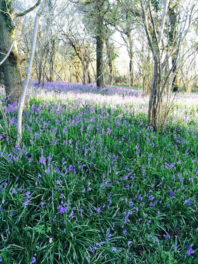 Yellowham Farm, Dorchester Higher Bockhampton エクステリア 写真