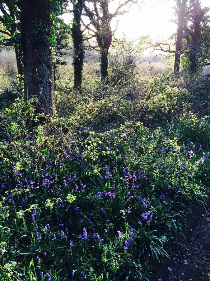 Yellowham Farm, Dorchester Higher Bockhampton エクステリア 写真